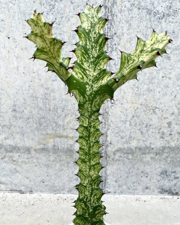 ユーホルビア　多肉植物　サボテン 2枚目の画像