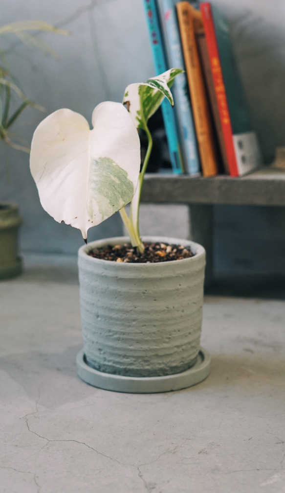 斑入りモンステラ 観葉植物 送料無料 鉢こみ その他インテリア雑貨 __@