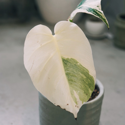 斑入りモンステラ 観葉植物 送料無料 鉢こみ その他インテリア雑貨 __@