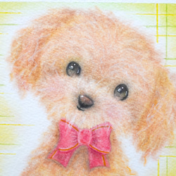 【原画】「トイプードル」　犬　動物　パステルアート　かわいい　イラスト　わんちゃん　dog 9枚目の画像