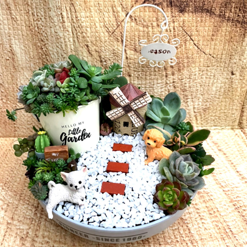 ❤️多肉植物❤️そのまま飾れる寄せ植え❤️スイカねこちゃん汽車❤️ ☆速達付き☆♡そのまま飾れる♡ネコちゃんの可愛い多肉植物寄せ