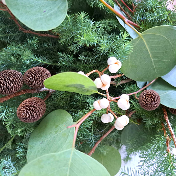 常緑樹のスワッグ　40センチ   2023冬  生花 フレッシュ　ドライフラワー　 4枚目の画像