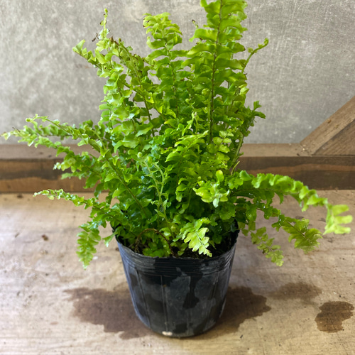 観葉植物 シダ ネフロレピス ツデー（ツディ） アートフラワー plant