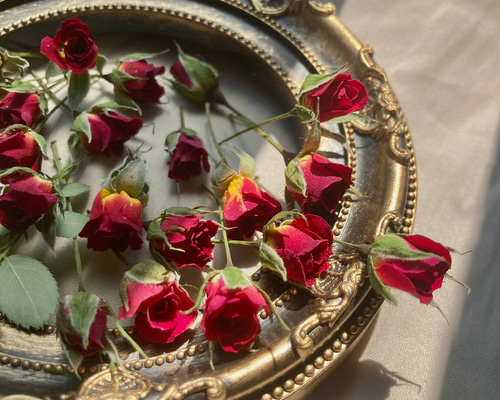 ❇️ドライフラワー❣️ミニバラ b34e69d1651fa3a65cda164549df7b