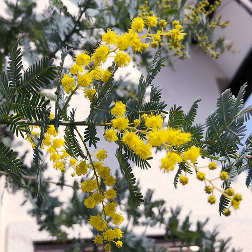 常緑樹 苗木 ミモザ アカシア 銀葉アカシア アートフラワー plant life