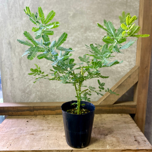 常緑樹 苗木 ミモザ アカシア 銀葉アカシア アートフラワー plant life