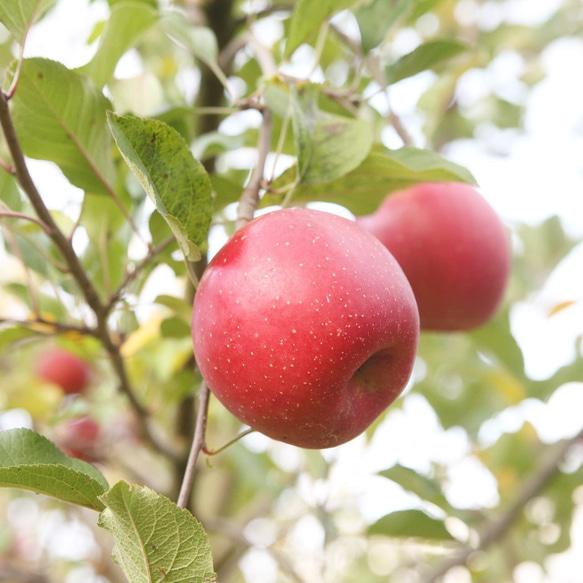 農家の手しごと《りんご＆みかん》ドライフルーツ 5枚目の画像