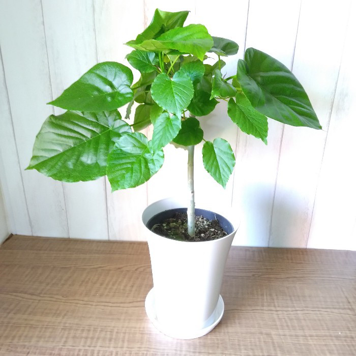フィカス ハートの葉っぱ　アイボリーテラコッタ鉢植え　観葉植物 ウンベラータ