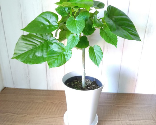 フィカス ウンベラータ ハートの葉っぱ　アイボリーテラコッタ鉢植え　観葉植物 フィカス ウンベラータ ハートの葉っぱ アイボリーテラコッタ