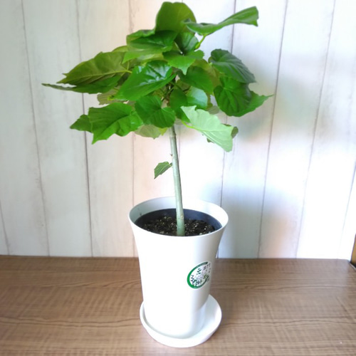 フィカスウンベラータ 定番人気観葉植物 6号鉢 ハート型の葉っぱが