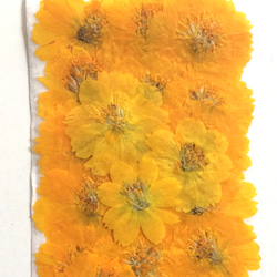 キバナコスモス(黄色)の押し花素材 3枚目の画像