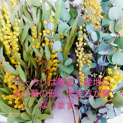 ミモザとユーカリの welcome ナチュラルリース ドライフラワー｜春の