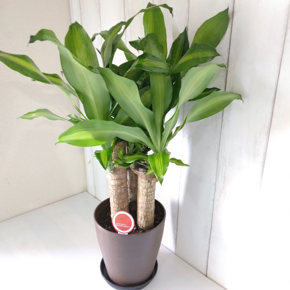 ドラセナ×3株と、、