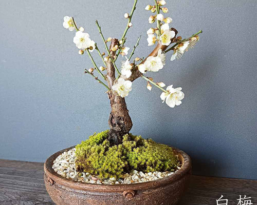 2026年開花終了】香りよい花が人気の梅【白梅（はくばい）の盆栽