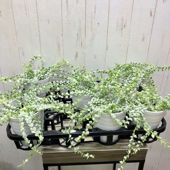 斑入り　ディスキディア　ルスキフォリア　ミリオンハート　4号 9枚目の画像