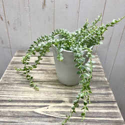 斑入り　ディスキディア　ルスキフォリア　ミリオンハート　4号 3枚目の画像