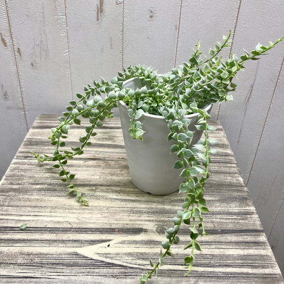 斑入り　ディスキディア　ルスキフォリア　ミリオンハート　4号 3枚目の画像