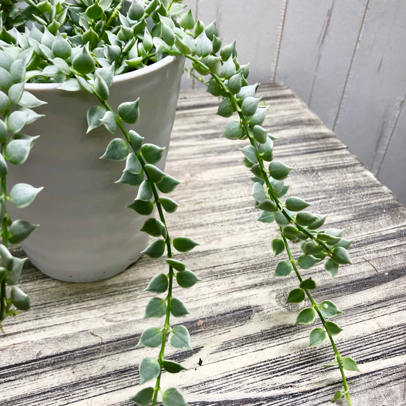 斑入り　ディスキディア　ルスキフォリア　ミリオンハート　4号 4枚目の画像