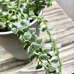 斑入り　ディスキディア　ルスキフォリア　ミリオンハート　4号 5枚目の画像