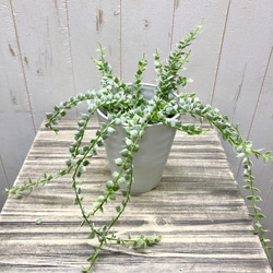 斑入り　ディスキディア　ルスキフォリア　ミリオンハート　4号 2枚目の画像