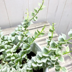 斑入り　ディスキディア　ルスキフォリア　ミリオンハート　4号 6枚目の画像