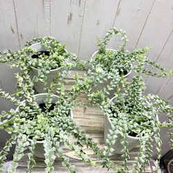 斑入り　ディスキディア　ルスキフォリア　ミリオンハート　4号 8枚目の画像