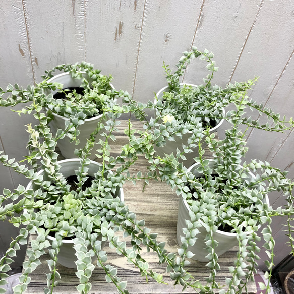 斑入り　ディスキディア　ルスキフォリア　ミリオンハート　4号 8枚目の画像