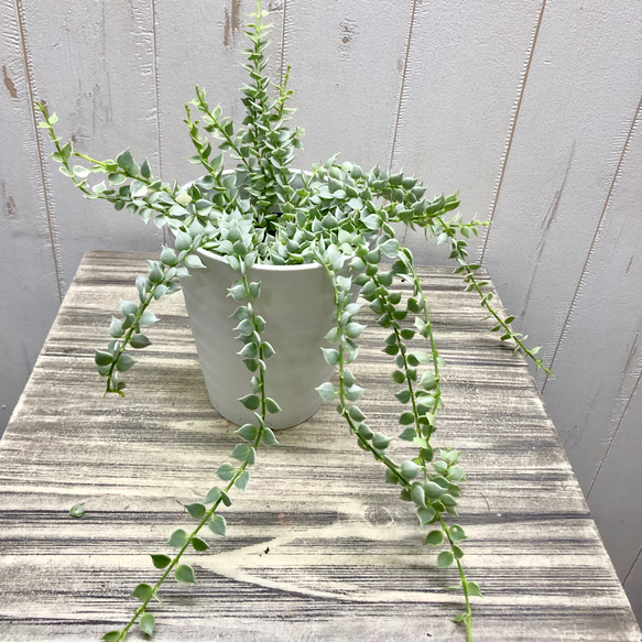 斑入り　ディスキディア　ルスキフォリア　ミリオンハート　4号 1枚目の画像