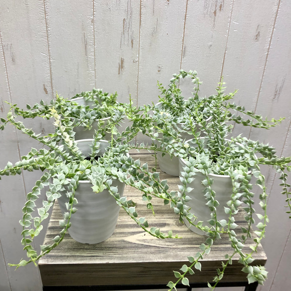 斑入り　ディスキディア　ルスキフォリア　ミリオンハート　4号 7枚目の画像