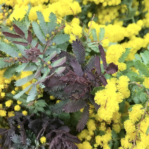 プルプレア 希少品種♡ミモザ アカシア 苗 ドライフラワーにも