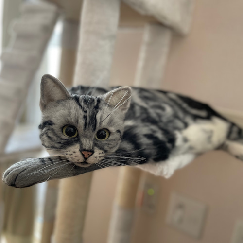羊毛フェルト＊等身大 全身猫ちゃん 立体・オブジェ ふわねこ