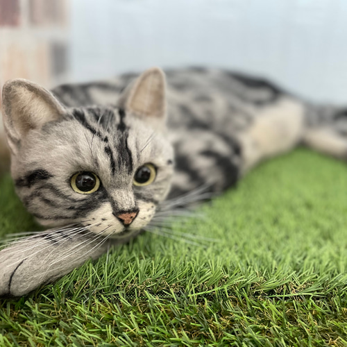羊毛フェルト＊等身大 全身猫ちゃん 立体・オブジェ ふわねこ