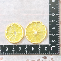 小さい 黄金柑 湘南ゴールド 押しフルーツ 10枚 レモン オレンジ レジン キャンドル ドライフルーツ 2枚目の画像