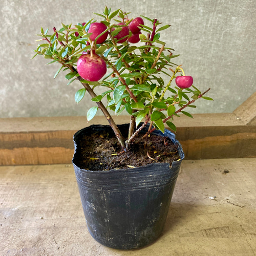 デコベリー 真珠の木（パールツリー） 赤実 アートフラワー plant life 