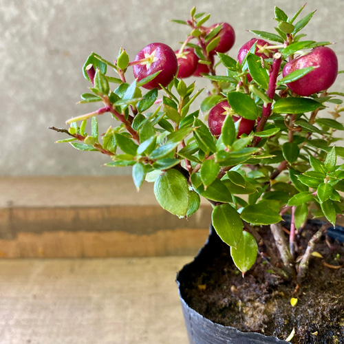 デコベリー 真珠の木（パールツリー） 赤実 アートフラワー plant life 