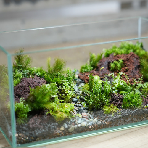 隠れ家付きテラリウム 観葉植物 溶岩石 レイアウト生体飼育ケージも