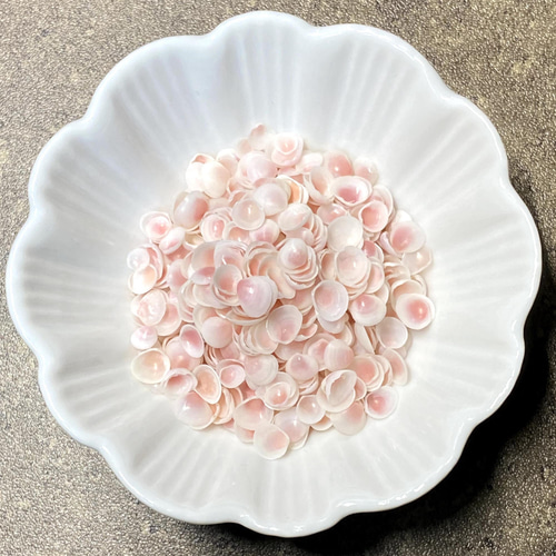 貝とりんご ◇No.244 ミニりんご貝（5g） その他素材 紋-mon- 通販 1074704