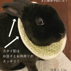 ウサギ用　柔らか布製エリザベスカラー　スタイ型　Mサイズ 2枚目の画像