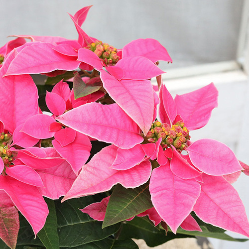 再入荷鉢花 プリンセチア ルージュ ピンクホワイト ホットピンク