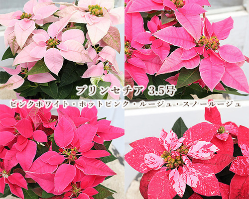 再入荷鉢花 プリンセチア ルージュ ピンクホワイト ホットピンク