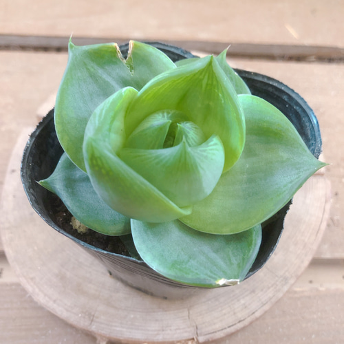 多肉植物 ハオルチア ラモサ アートフラワー plant life 通販 10767799