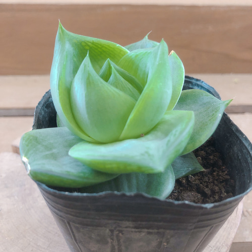 多肉植物 ハオルチア ラモサ アートフラワー plant life 通販 10767799