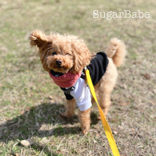 数量 限定 SALE 犬服 ベア ボア ネックウォーマー スヌード 2way 