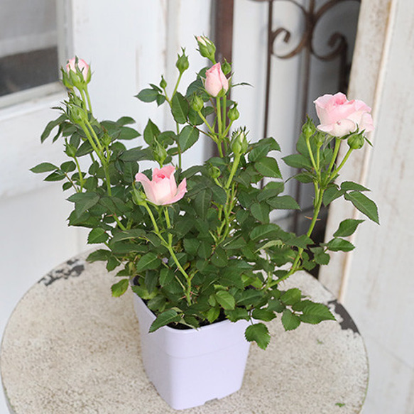 再入荷花苗 ミニバラ オプティマ チュチュ 3.5号ポット ピンク 花壇 寄せ植え 鉢植え 庭植え 庭 玄関 3枚目の画像