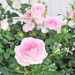 再入荷花苗 ミニバラ オプティマ チュチュ 3.5号ポット ピンク 花壇 寄せ植え 鉢植え 庭植え 庭 玄関 1枚目の画像