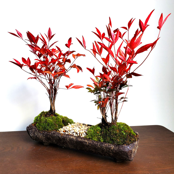 美しい紅葉をお楽しみください。冬の間も赤い葉はついたまま。　南天のミニ盆栽　くらま岩器風長方鉢　並木道 1枚目の画像