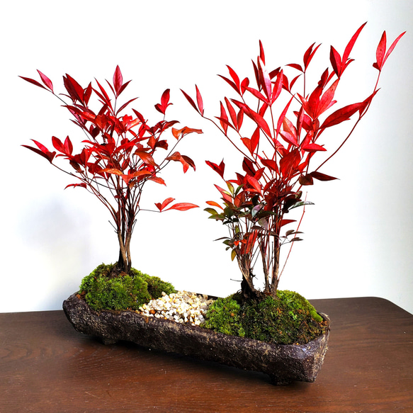盆栽 『ブナ』 紅葉 インテリア 観葉植物 ガーデニング 送料無料 b120 盆栽 『ブナ』 和風 インテリア 紅葉 園芸 ガーデニング