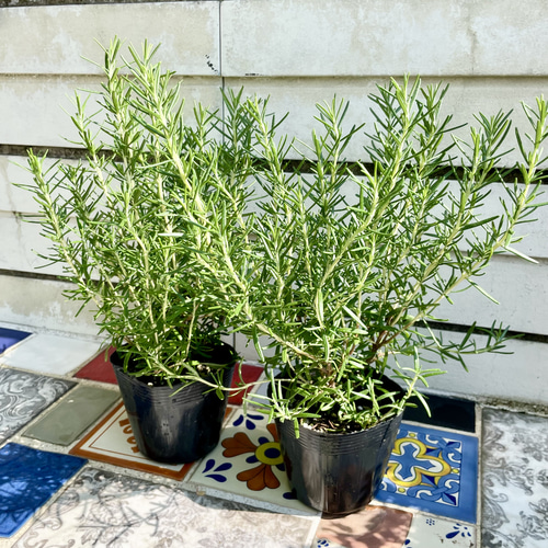 鉢ごと 立性 大株 ローズマリー マリンブルー 3.5号×2ポット その他