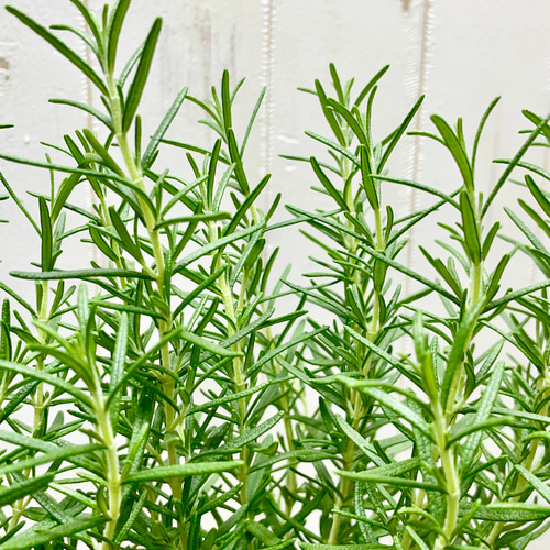 鉢ごと 立性 大株 ローズマリー マリンブルー 3.5号×2ポット その他