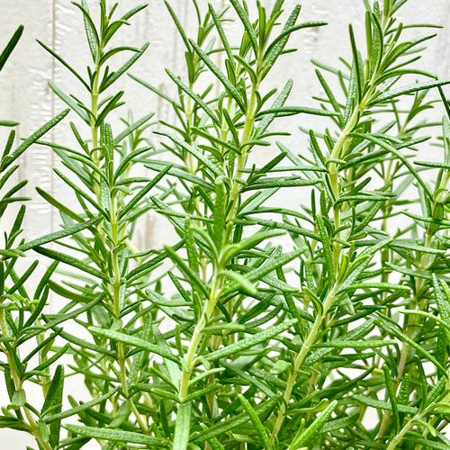 鉢ごと 立性 大株 ローズマリー マリンブルー 3.5号×2ポット その他